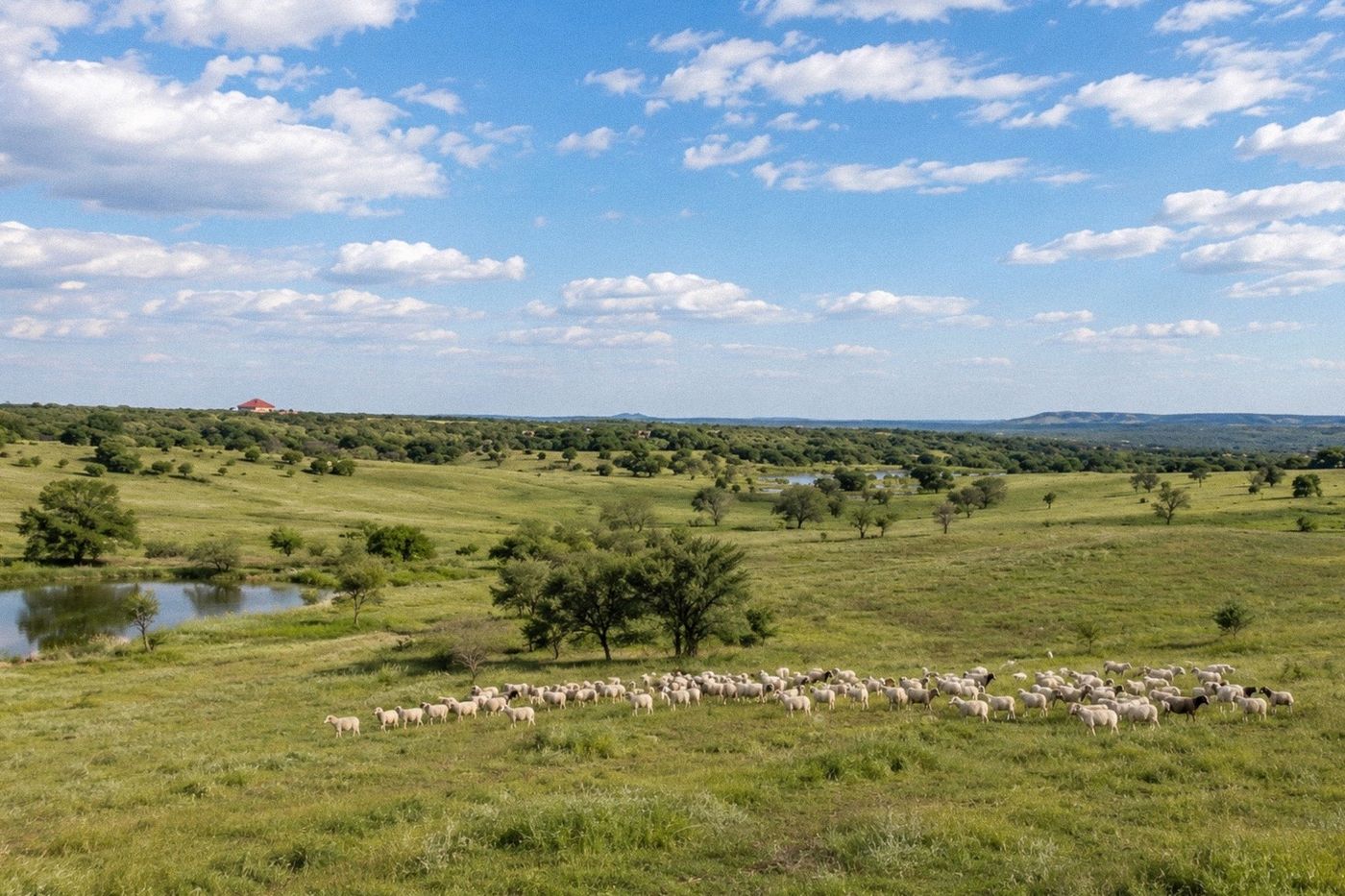Sheep on the land, tied to the Cordero Fields heritage